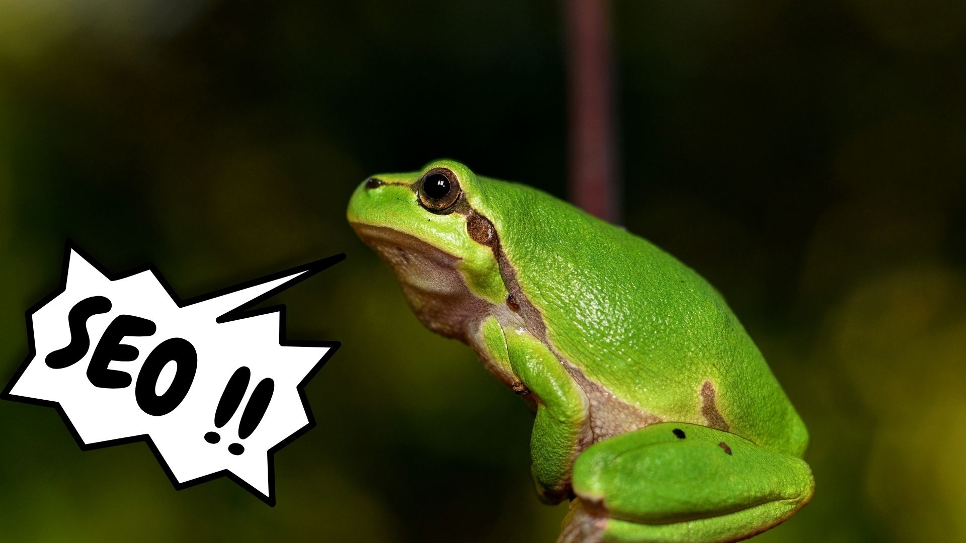 Screaming Frog - Technical SEO by Rhasko Digital Consultant